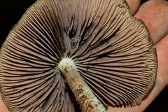 Psilocybe zapotecorum