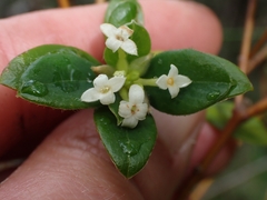 Pimelea altior