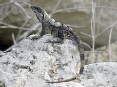 Ctenosaura similis