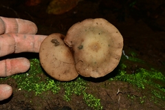 Psilocybe zapotecorum