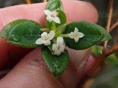 Pimelea altior