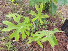 Psacalium peltatum