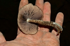 Psilocybe zapotecorum
