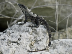 Ctenosaura similis