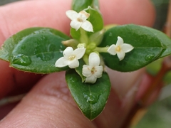 Pimelea altior