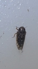 Xestocephalus superbus