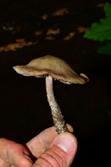 Psilocybe zapotecorum