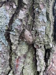 Acronyctodes mexicanaria