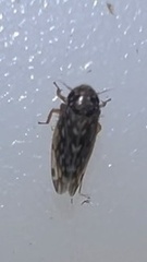 Xestocephalus superbus