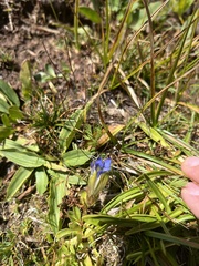 Gentiana calycosa