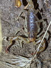 Paruroctonus silvestrii