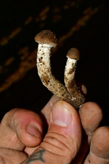 Psilocybe zapotecorum