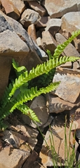 Polystichum lonchitis