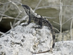 Ctenosaura similis
