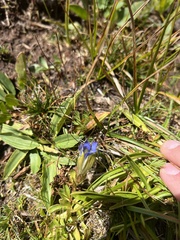 Gentiana calycosa