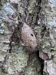 Acronyctodes mexicanaria