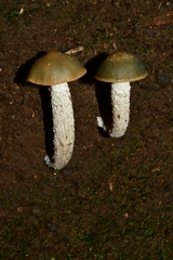Psilocybe zapotecorum