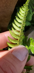 Polystichum lonchitis