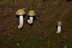 Psilocybe zapotecorum