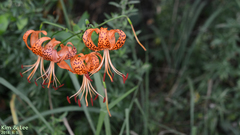 Lilium lancifolium