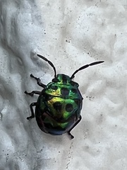 Chrysocoris stollii
