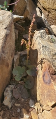 Oxyria digyna