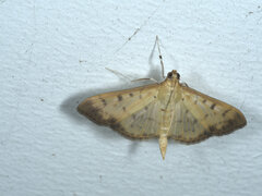 Patania balteata
