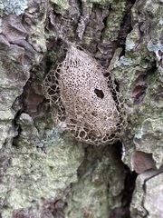 Acronyctodes mexicanaria