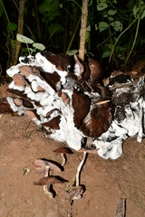 Psilocybe zapotecorum