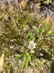 Gentiana algida