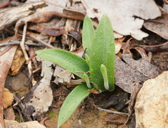 Glossodia major