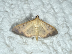 Patania balteata
