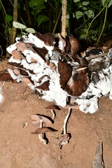 Psilocybe zapotecorum