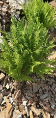 Athyrium americanum