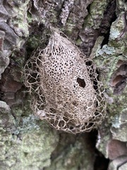 Acronyctodes mexicanaria