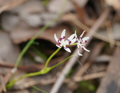 Wurmbea dioica