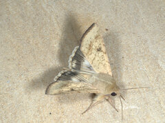 Helicoverpa punctigera