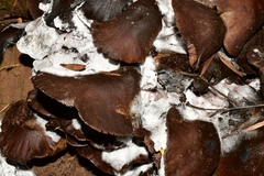 Psilocybe zapotecorum