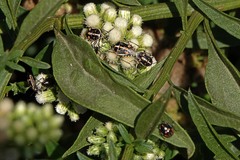 Bagrada hilaris