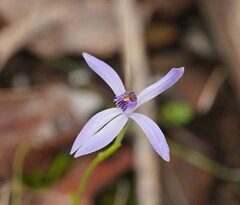 Pheladenia deformis