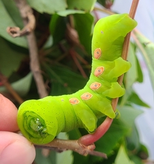 Eumorpha pandorus