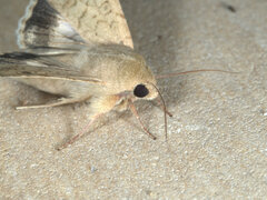 Helicoverpa punctigera