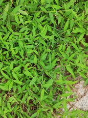 Oplismenus hirtellus