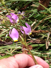 Primula tetrandra