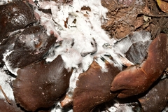 Psilocybe zapotecorum