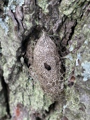 Acronyctodes mexicanaria