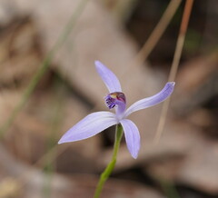 Pheladenia deformis