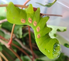 Eumorpha pandorus