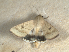 Helicoverpa punctigera