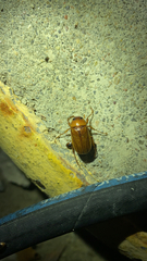 Phyllophaga